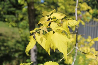 Acer negundo - javor jasanolistý - jarní list